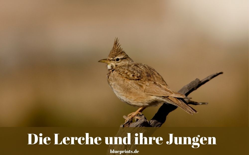 Fabel - Die Lerche und ihre Jungen