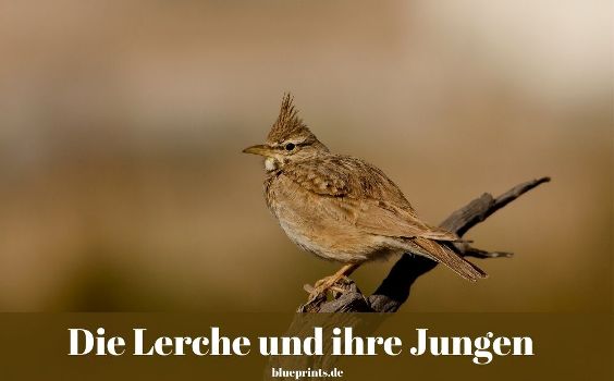 Fabel - Die Lerche und ihre Jungen
