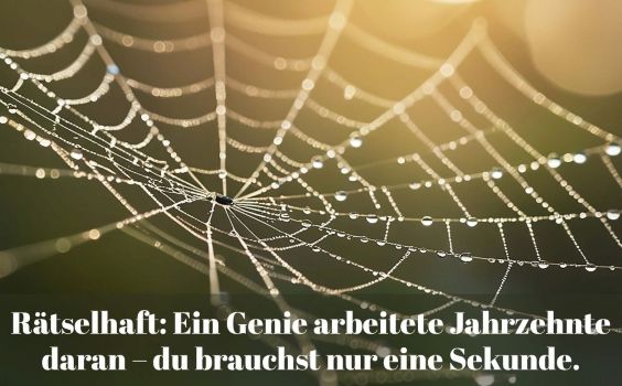 Spinnennetz