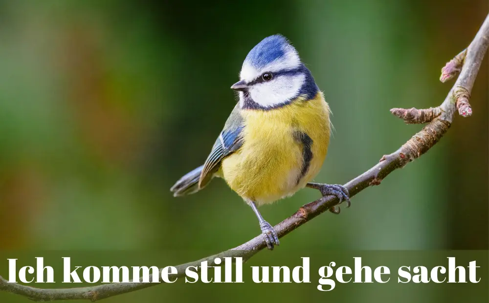 Eine Blaumeise