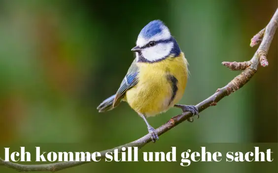 Eine Blaumeise