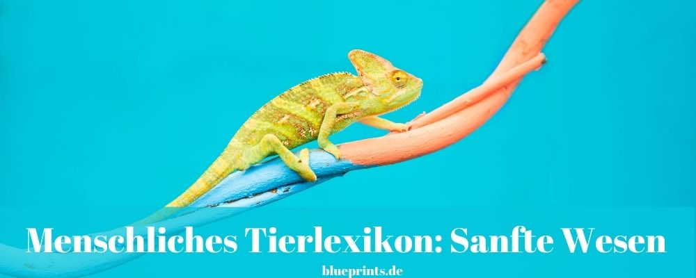 Aufgabe: Das menschliche Tierlexikon - sanfte Wesen