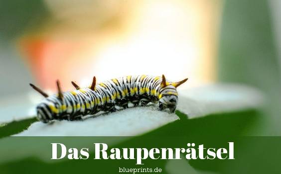 Eine Raupe in Nahansicht