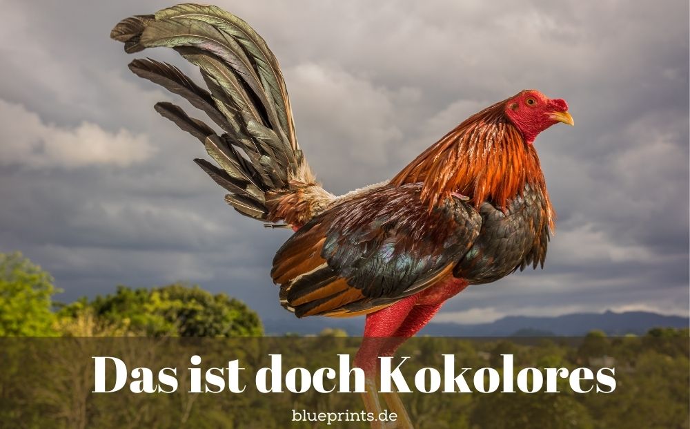Ein schöner Hahn blickt von einem Baumstamm herab