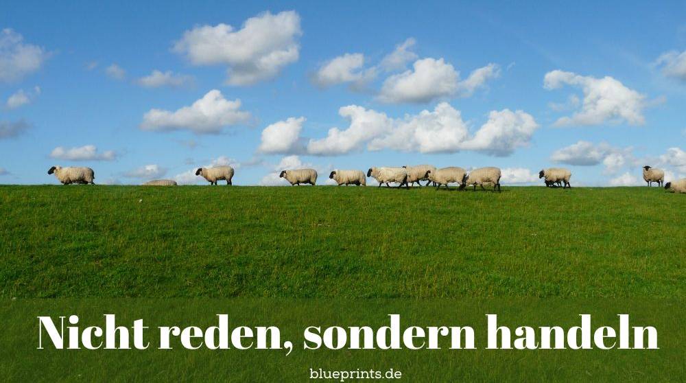 Schafe auf der Weide
