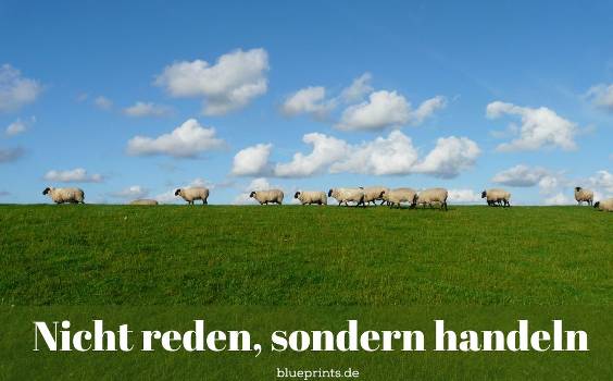 Schafe auf der Weide