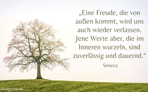 Ein wunderschön gewachsener Baum