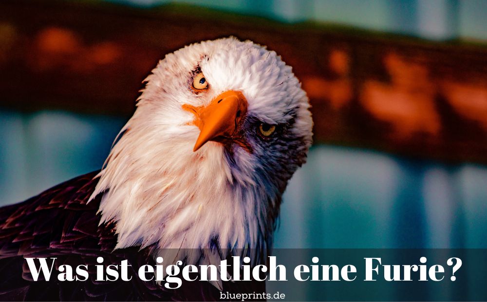 Ein fragend schauender Weißkopfseeadler