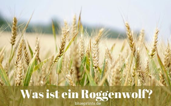 Ein Roggenfeld