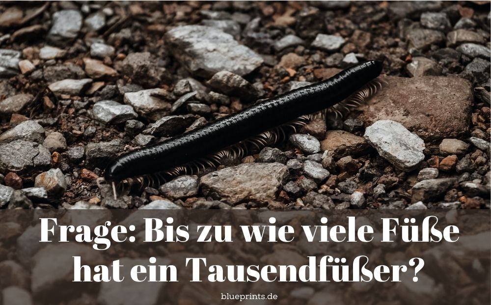 Aufgabe: Wie viele Füße hat ein Tausendfüßler?