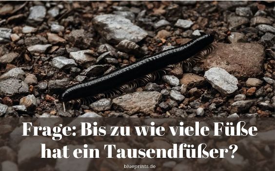 Aufgabe: Wie viele Füße hat ein Tausendfüßler?