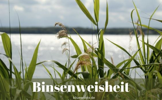 Schilf am Seeufer
