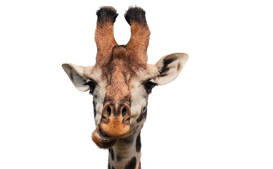 Giraffe Ohr