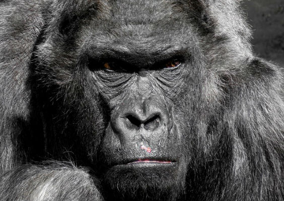 Ein Gorilla