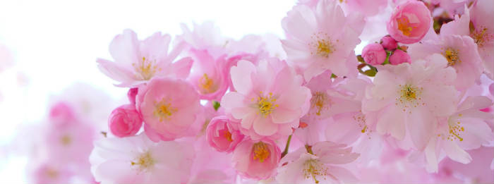 Haiku Kirschblüten