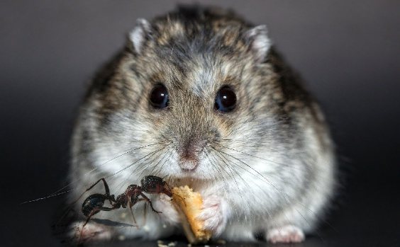 Hamster und Ameise