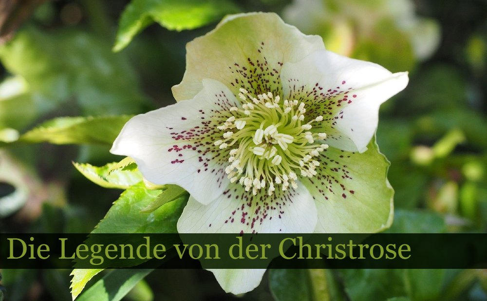 Die Legende von der Christrose