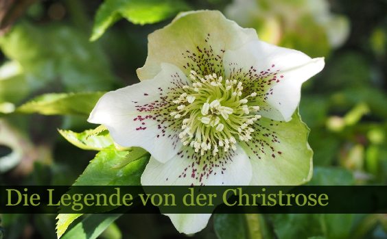 Die Legende von der Christrose