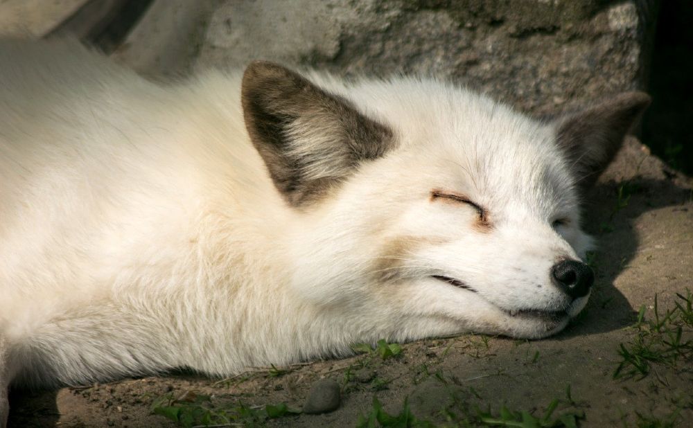 Mammal Winterschlaf