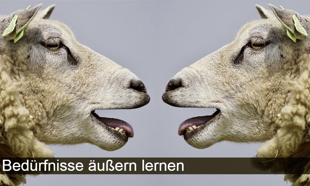 Schafe bloeken sich an