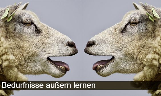 Schafe bloeken sich an