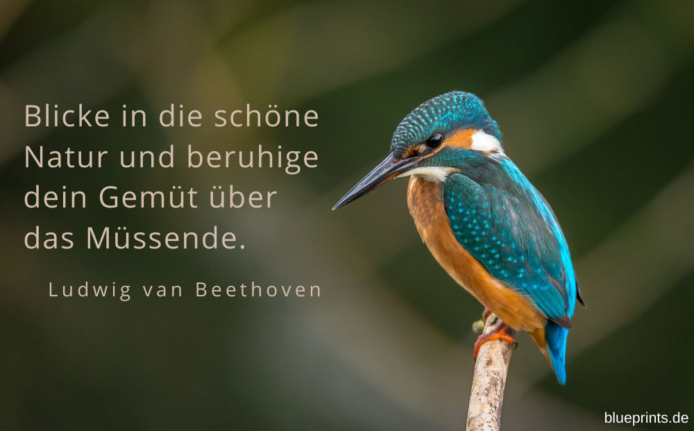 Eisvogel auf der Lauer