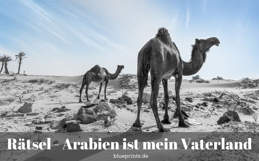 Zwei Wüstenschiffe