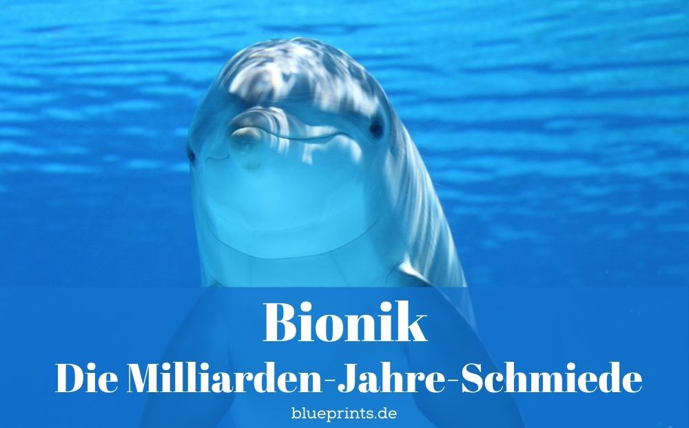 neugierig schauender Delfin unter Wasser