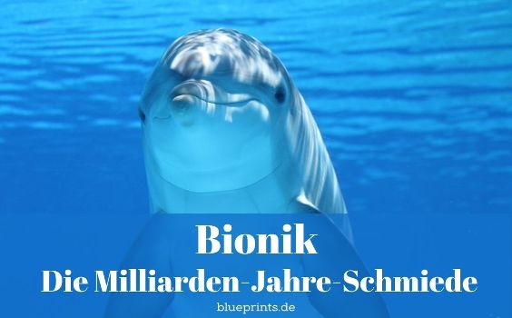 neugierig schauender Delfin unter Wasser