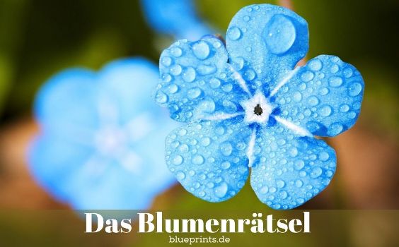 Ein blaue Blume - Vergissmeinnicht