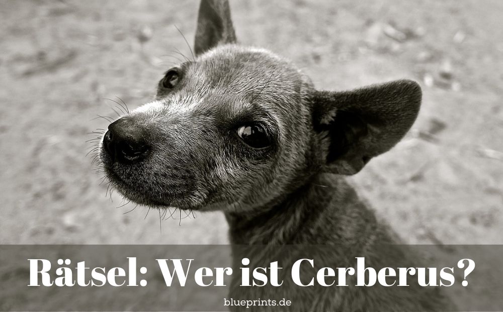 Kleiner, grauer Hund