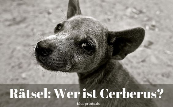 Kleiner, grauer Hund