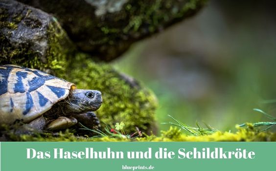 Das Haselhuhn und die Schildkröte