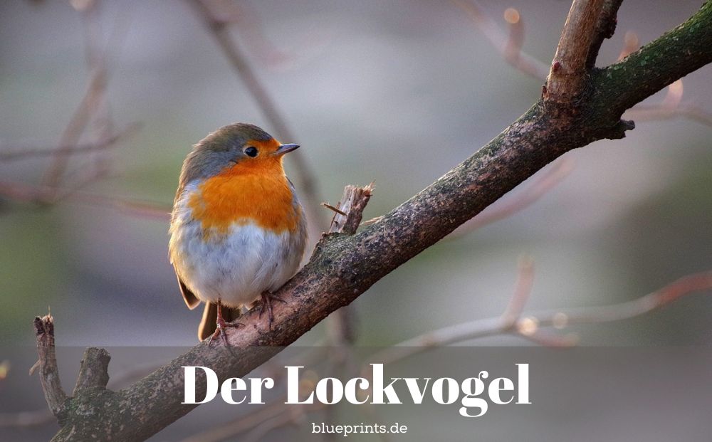 Ein Rotkehlchen
