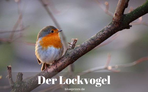 Ein Rotkehlchen