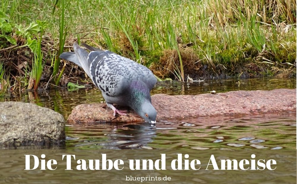 Eine Taube trinkt aus dem Fluss.