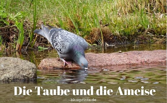 Eine Taube trinkt aus dem Fluss.