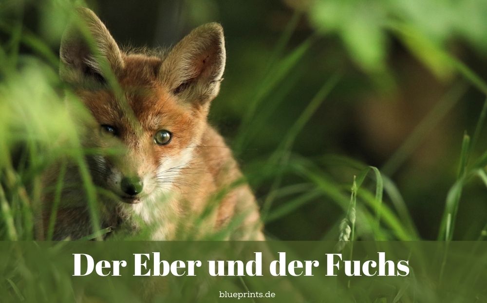 Fabel Eber und der Fuchs – Aesop