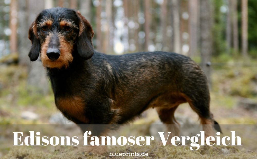 Ein Rauhaardackel im Wald
