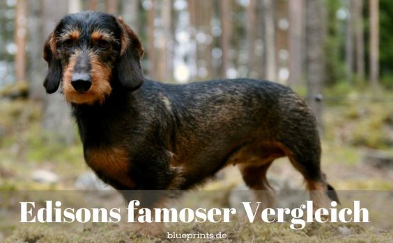 Ein Rauhaardackel im Wald