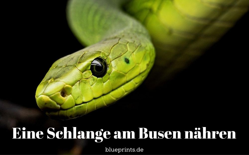 Eine grüne Schlange scheint uns anzustarren