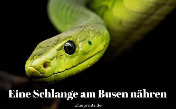 Eine grüne Schlange scheint uns anzustarren