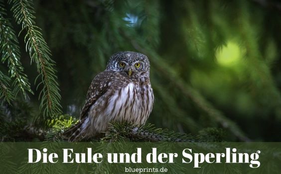 Eurasischer Sperlingskauz