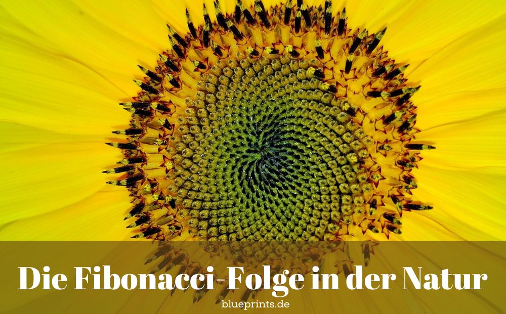 Sonnenblume und Fibonacci