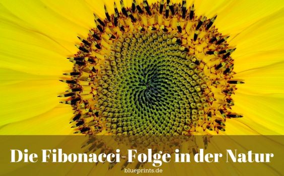 Sonnenblume und Fibonacci