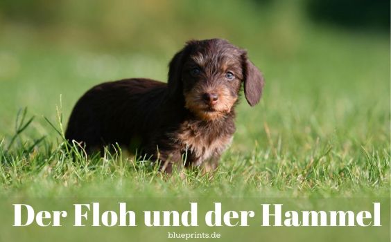 Ein junger Dackel
