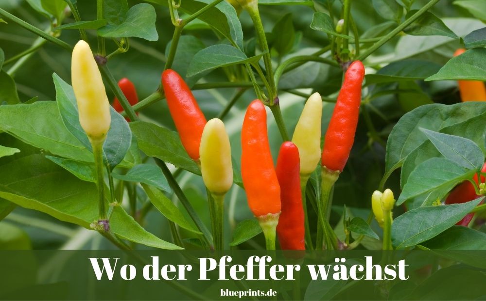 Geh hin, wo der Pfeffer wächst