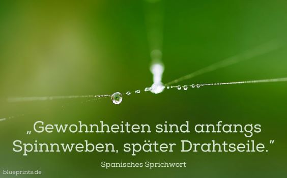 Spinnweben