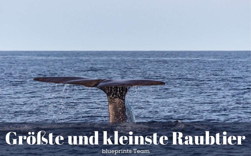 Schwanzflosse eines Pottwals