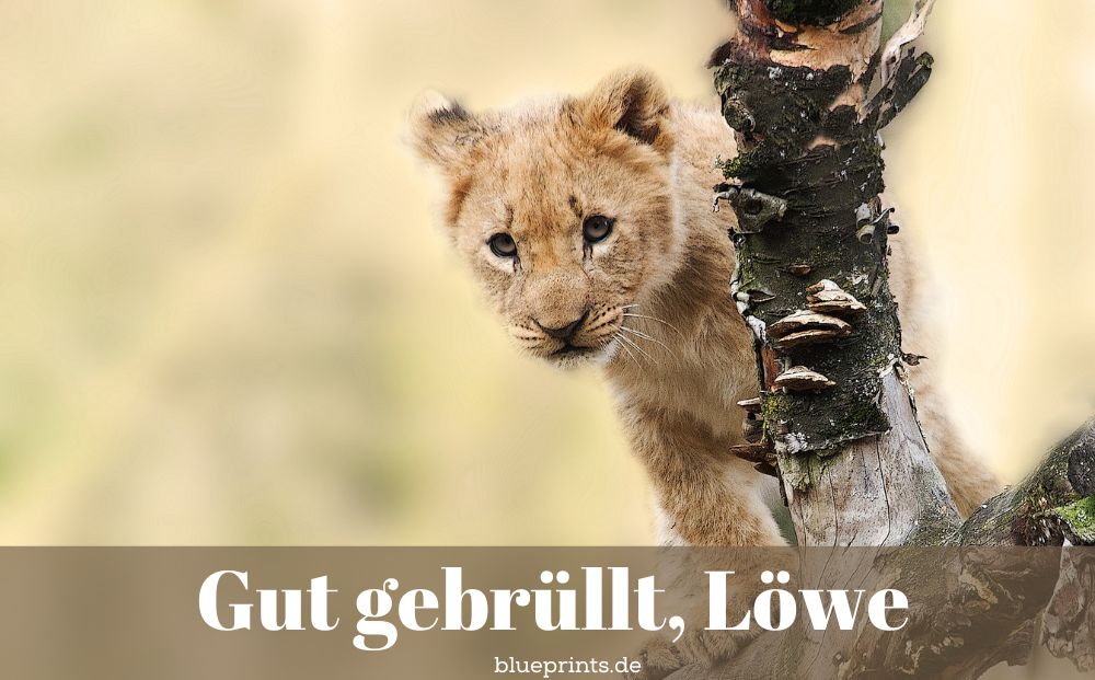 Junger Löwe auf Tour